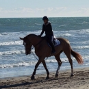 Journe trotting sur la plage de Oliva (espagne) pendant le CSI de fevrier