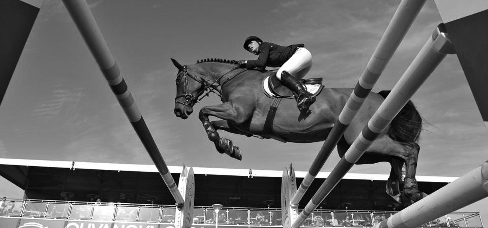 Horse sale CSO